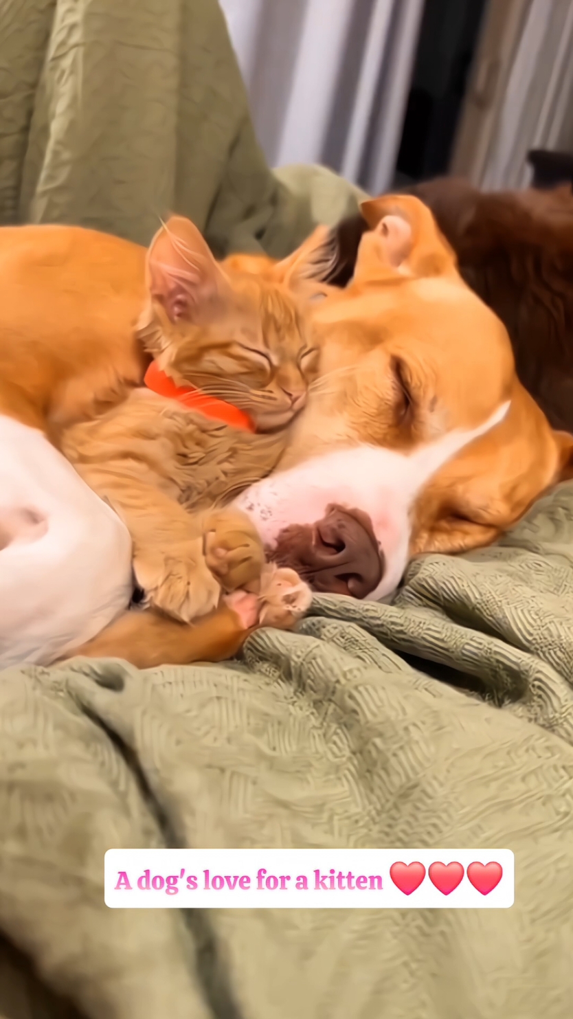 A dog's love for a kitten ❤️❤️❤️ #funny #cat #fyp #catsoftiktok #funnycat #foryou #tiktok 