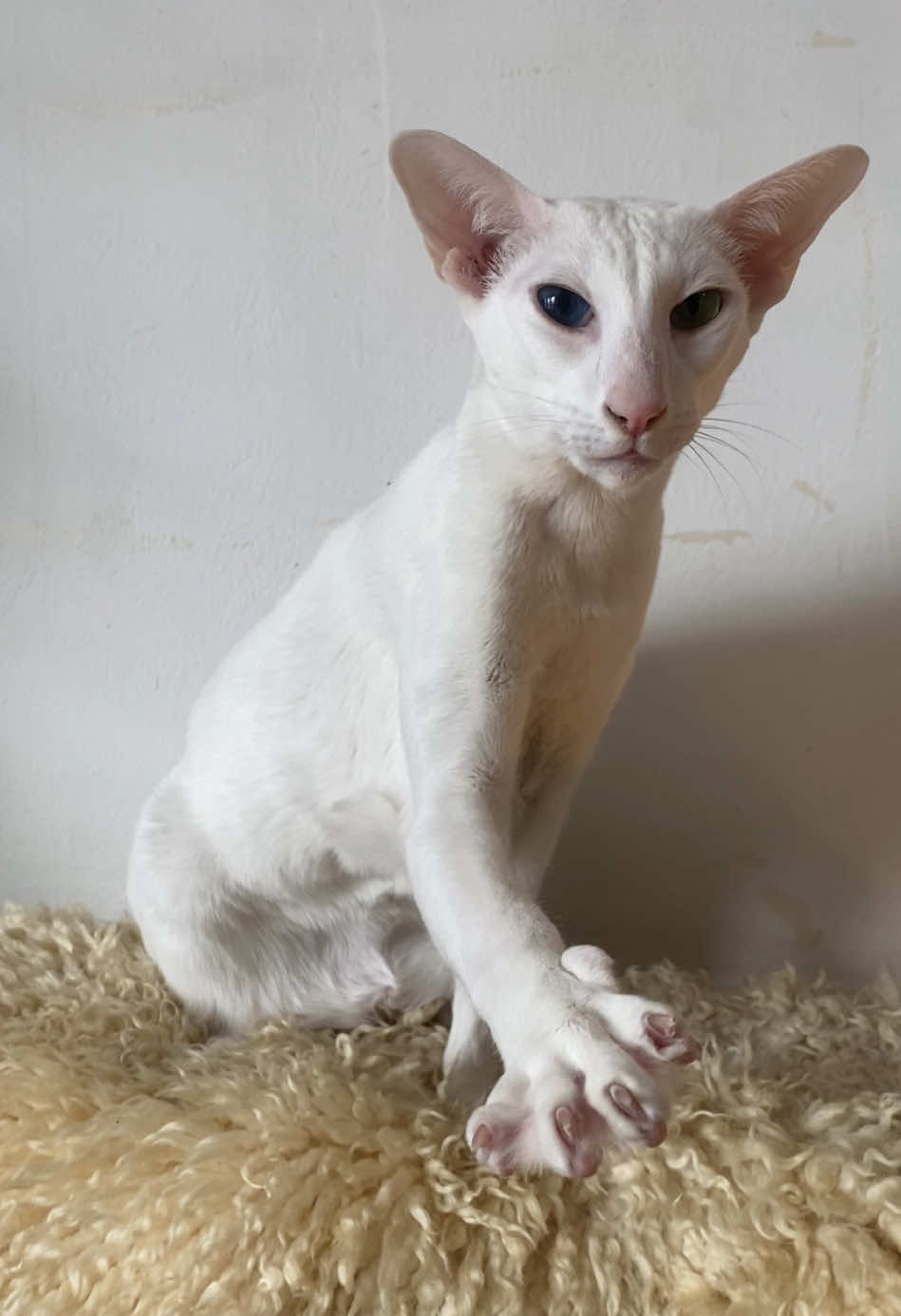 Straight up stole this from @boba and mochi love u #handsome #normancat #orientalshorthair #catsoftiktok #orientalshorthaircat #orientalshorthairsontiktok 