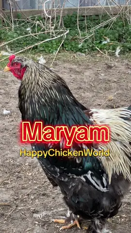 #maryam #funny #funnyvideos #lustigevideos #lustigeclips #lustigetiere #chicken #lustig #rooster #funnyanimals #happychickenworld #chickenshoutname 