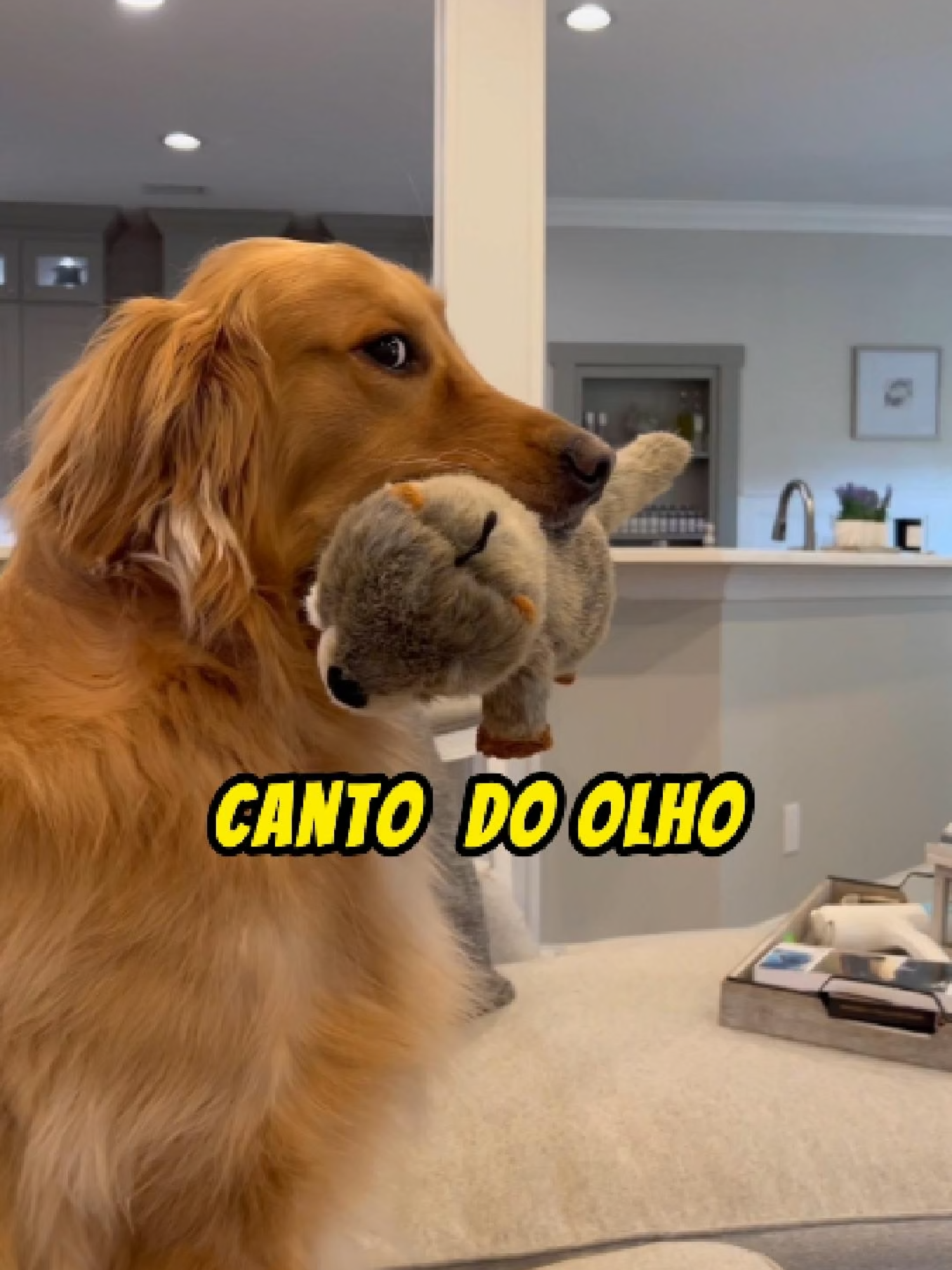 Por que os cachorros olham de CANTO do OLHO? #cachorro #cachorrosfofos #comportamentocanino #curiosidadespet