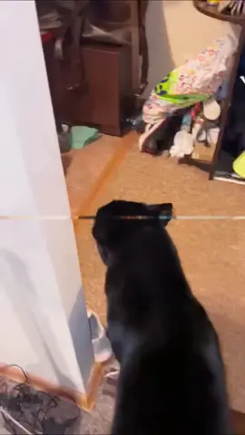 Lunas Sound#lunathepantera🥰 #lunathepantera #foryourpage #shorts