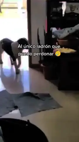 adopta no compres #perritos #amor
