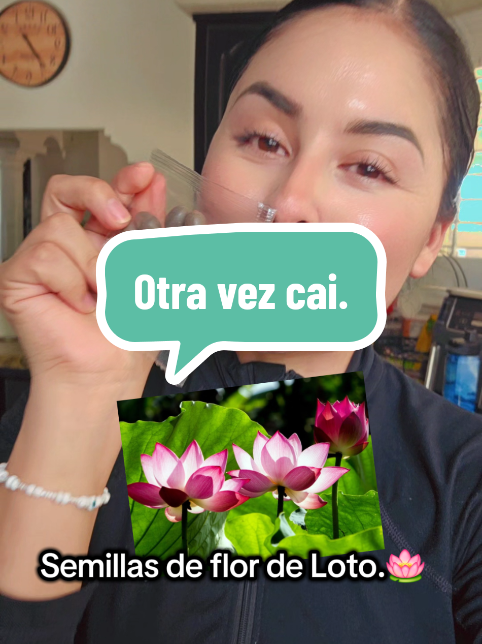 semillas de Flor de loto. 🪷 #flordeloto  #semillasflordelotoencasa #plantas #plantasdecasa #parati #fyp #tiktokshopspringglowup #tiktokshopdelightnow #tiktokshopcreatorpicks #springtok #ttslevelup 