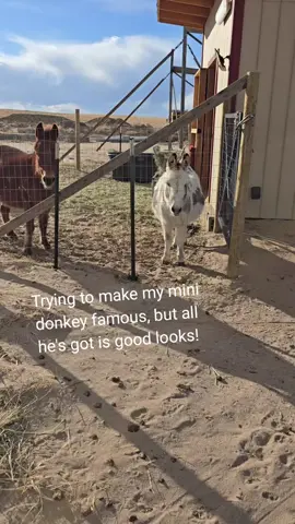He's a handsome dude, what do you think? #minidonkey #farm #minimuel #miniature #country #farm #ranch #colorado #tiktok #animalsoftiktok 