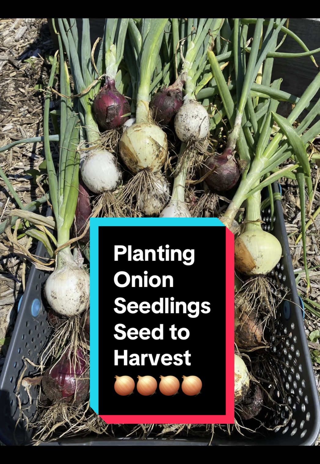 Onions: Seed to #harvest in my #backyardgarden Growing onions has always been one of the tougher things to grow in my garden. I hope by doing things a little differently this year my #harvesttime will be bigger and better! #growyourownfood #gardenharvest 