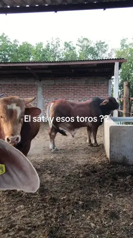 #f #fyp #vidaranchera #toros #risas #paratiiiiiiiiiiiiiiiiiiiiiiiiiiiiiii 