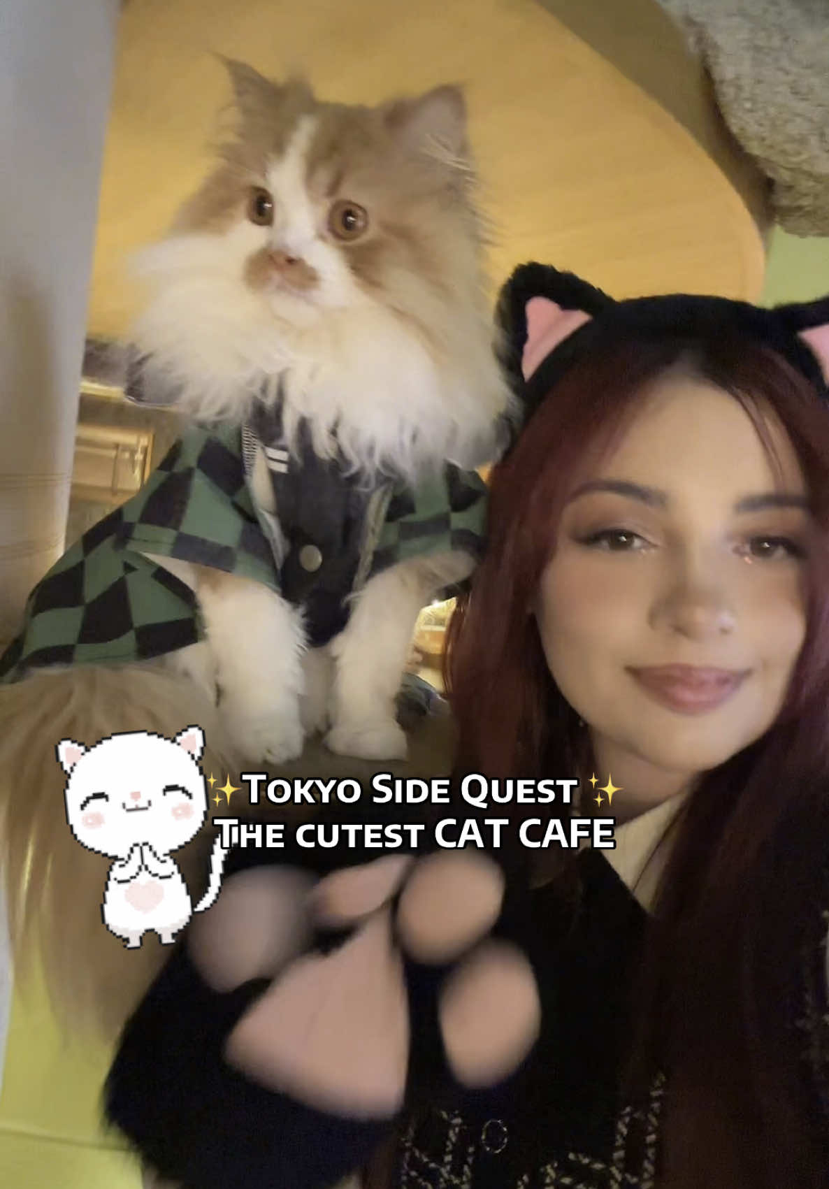 One of my favorite places in Tokyo! The cat cafe mocha lounge in shinjuku ✨ #cat #tokyo #travel #Vlog #japan #japantiktok #japantravel 