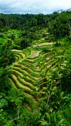 Tegalalang riceterrace #riceterracebali #balitour #travel #holiday #djindonesia #dronevideo 