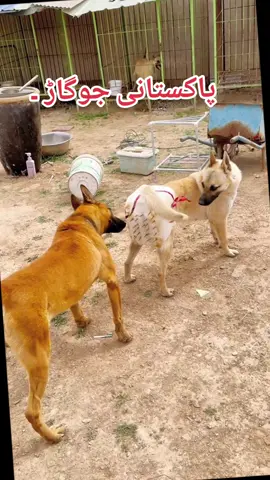 please don't under review and growth my account #growmyaccount #foryou #speeddog #bullydog #dangerousdog #shikaridog #bullydog #albaidog #viralvideo #trading #foryou #please #growmyaccount #formen 