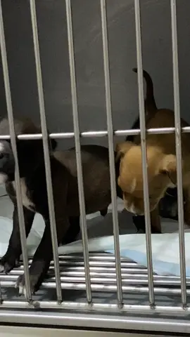 el pacientito después de que lo guardamos porque se cagó por toda la veterinaria #fyp #veterinaria #saquenmedeaquilptm 