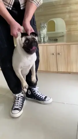 Dog refuses to take medicine 😂#funny #dog #fpy #dogsoftiktok 