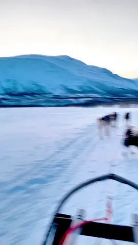 Dog poops while pulling a sled #dog #dogs #funny #tiktok #fyp #foryou #sled #dogsoftiktok 