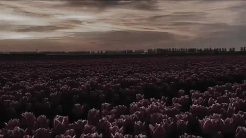 #kwaicut Loài hoa đẹp nhất thảo nguyên….#tamtrang #buon_tam_trang #nhacbuon #overthinking #tramcam 