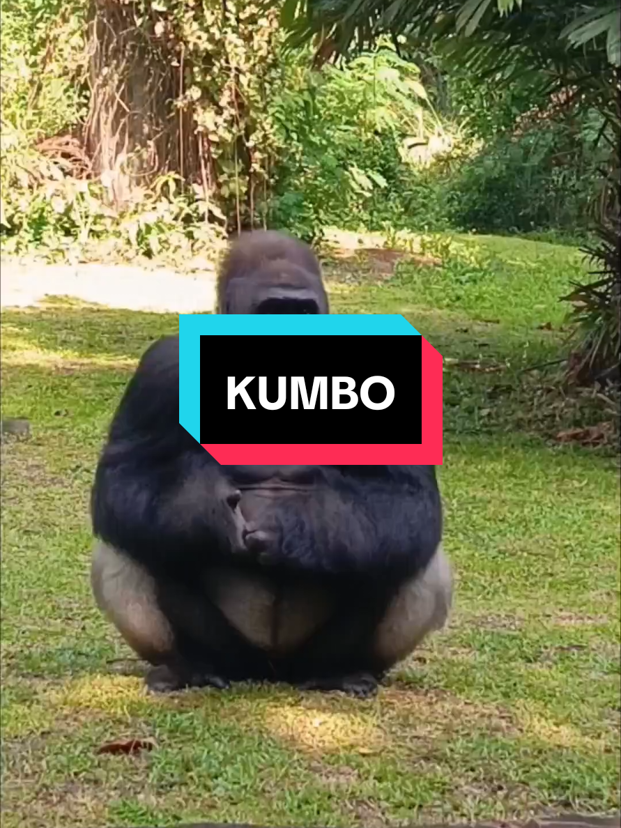 GORILLA VELOCITY #velocity #gorilla #gorillagorilla #fypage #fyp  #gorillakeepers #ragunanzoo #pusatprimataschmutzer 