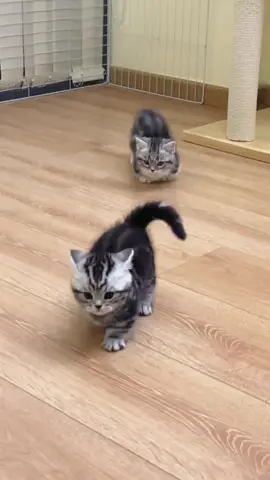 #cat #kitty #cutecat #funnycat #catsoftiktok 