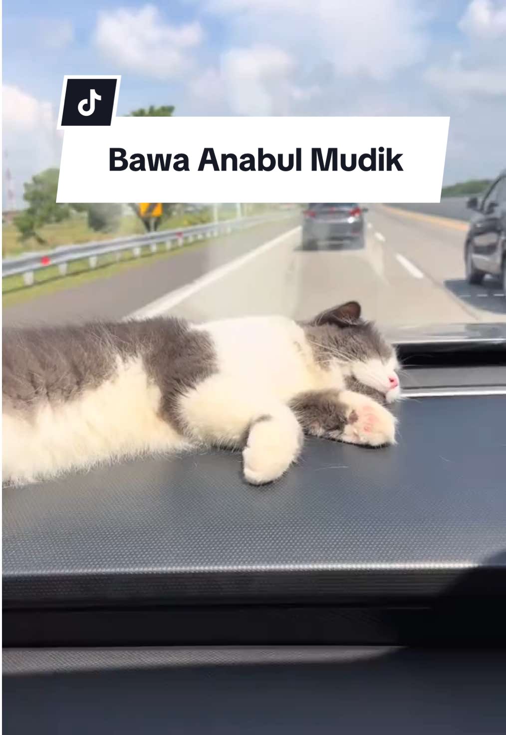 alhamdulillah lebaran tahun ini bisa full mudik dan pertama kalinya bawa anabul, 7 jam di mobil anteng bgt hihi makasi ya smolly, jangan lupa sedia dryfood, wetfood, snack, minum, litterbox+pasir demi kesejahteraan anabul🤍 #kucingmudik #lebaran 