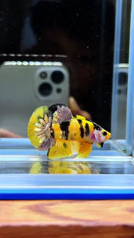 yellow koi Cooper VIV🐝🤩#bettafish #fyp #ikancupang #cupanghiasindonesia #bettausa #peternakmuda #cupang #bumblebee #ykc 