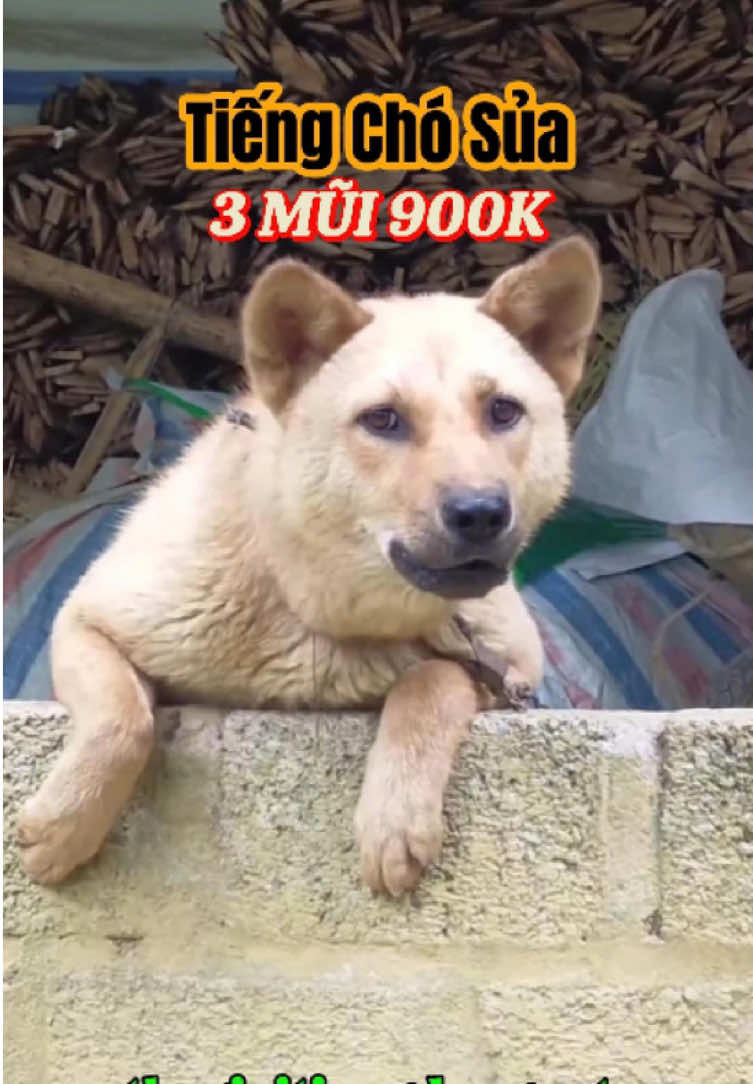 Tiếng Chó Sủa Trong đêm khuya tĩnh lặng, bỗng vang lên tiếng chó sủa từ xa. Tôi giật mình lắng nghe, nhận ra đó là tiếng chó con sủa, âm thanh nhỏ nhưng đầy háo hức. Bỗng chốc, tiếng chó sủa hung dữ vang lên, có lẽ nó đang cảnh báo điều gì đó. Tôi thử nghe tiếng chó sủa mp3 trên điện thoại để so sánh, nhưng âm thanh ngoài đời sống động hơn nhiều. Bên kia con hẻm, một con chó becgie sủa, tiếng trầm và uy lực, khác hẳn với tiếng chó poodle sủa mà tôi từng nghe. Lúc này, tôi nhớ đến một đoạn clip trên TikTok có tiếng chó sủa, người ta bảo đó là cách tiếng chó sủa gọi bạn. Tôi mở Google và thử tìm 