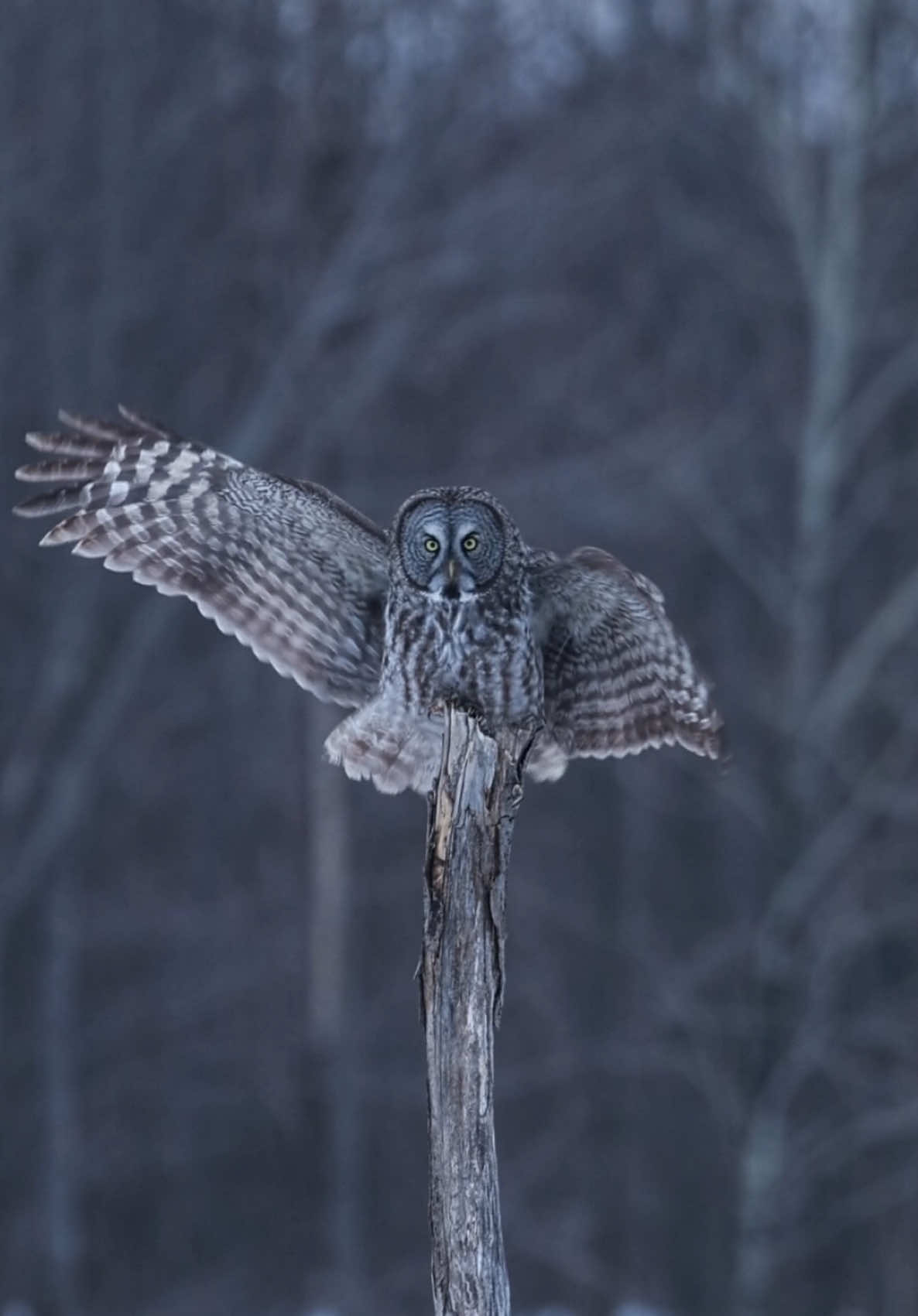 The Insatiable Huntress 🦉 This great grey owl flew from perch to perch, constantly scanning the ground for food. No matter the temperature, she started hunting as soon as the late afternoon set in. I had never seen an owl so active, so voracious. She swept the terrain with her piercing gaze, dove onto her prey with surgical precision, and swallowed everything—one vole after another, without ever storing food. Her appetite seemed endless. I was lucky to observe her for several days, and she proved to me that, despite her silent presence, the great grey owl is one of the most formidable hunters in our northern forests. Great Grey Owl Quebec, Canada . . . . #greatgreyowl #owl #wildlifephotography #naturelover 