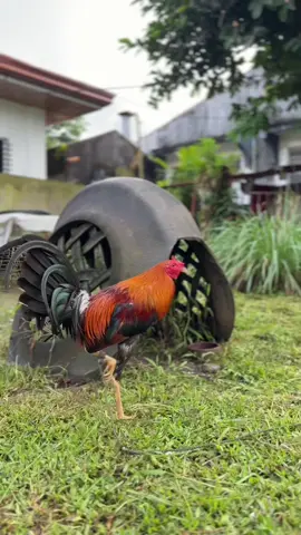 My highstation sweater roundhead stag💪🏾 #sabongnation #manok #batangsabongero🐓 #fyp #foryoupage #biboyenriquez #whitekelsotv #roundhead #sweater #montage 