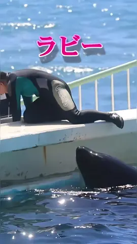 #creatorsearchinsights #Dolphin #trending #foryou #Dolphin #trending #foryou #Dolphin #trending #foryou #Dolphin #trending #foryou #Dolphin #trending #foryou #Dolphin #trending #foryou #Dolphin #trending #foryou #Dolphin #trending #foryou 