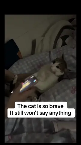 #funnyvideo #fyp #catsoftiktok ##cat 