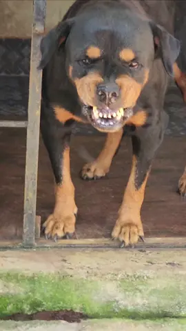 angry angry Rottweiler barking sound ##rottweiler #angrypuppy #dogsound #angrypets #pets 