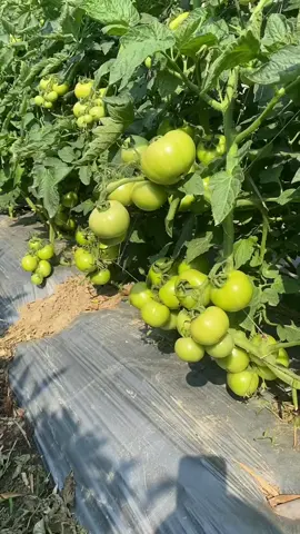 Vườn cà chua 🍅 #farm #farmlife #farming #farmer #daylife #nôngnghiệp #nôngdân #nôngthôn #nôngsản #vattunongnghiep #LearnOnTikTok #xuhuongtiktok #ocop #xuhuong #xuhuong2025 #htx #vietgap #tomato #🍅 