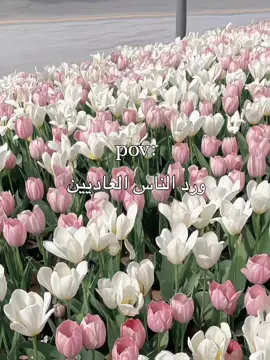 فاطِمة الزهراء عليه السلام 💙✨ .  .  .  #فاطمة_الزهراء#الزهراء#يافاطمة_الزهراء#شيعة_علي#مشاهدات#اكسبلور#ترندات_تيك_توك#ورد#fyp#pov#vip#trending#review#explore#viral#foryou#fypシ゚ 
