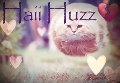 Hai huzzz 💔💔 #vro #trending #papyrusarea19 #riodejaneiro #fyp #foryoupage #fyppppppppppppppppppppppp #cat #catsoftiktok #sillycat 