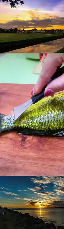To scrape fish scales, you need this kind of fish scale scraper, it’s really effective. #FishScaleScraperGadget #ScrapeFishScalesAndGutFish