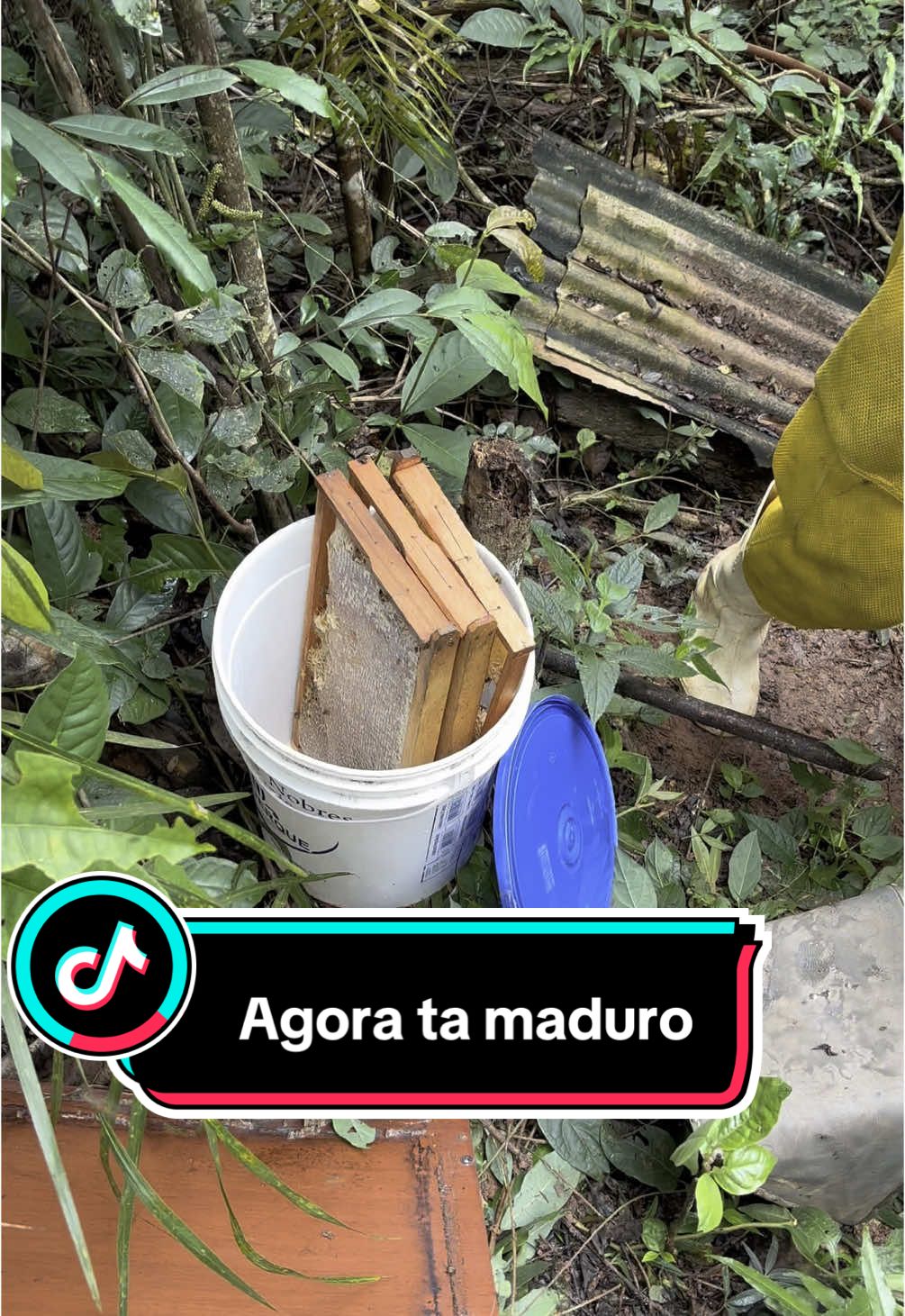 Colhendo mel#trabalhomanual #agro #tiktok 
