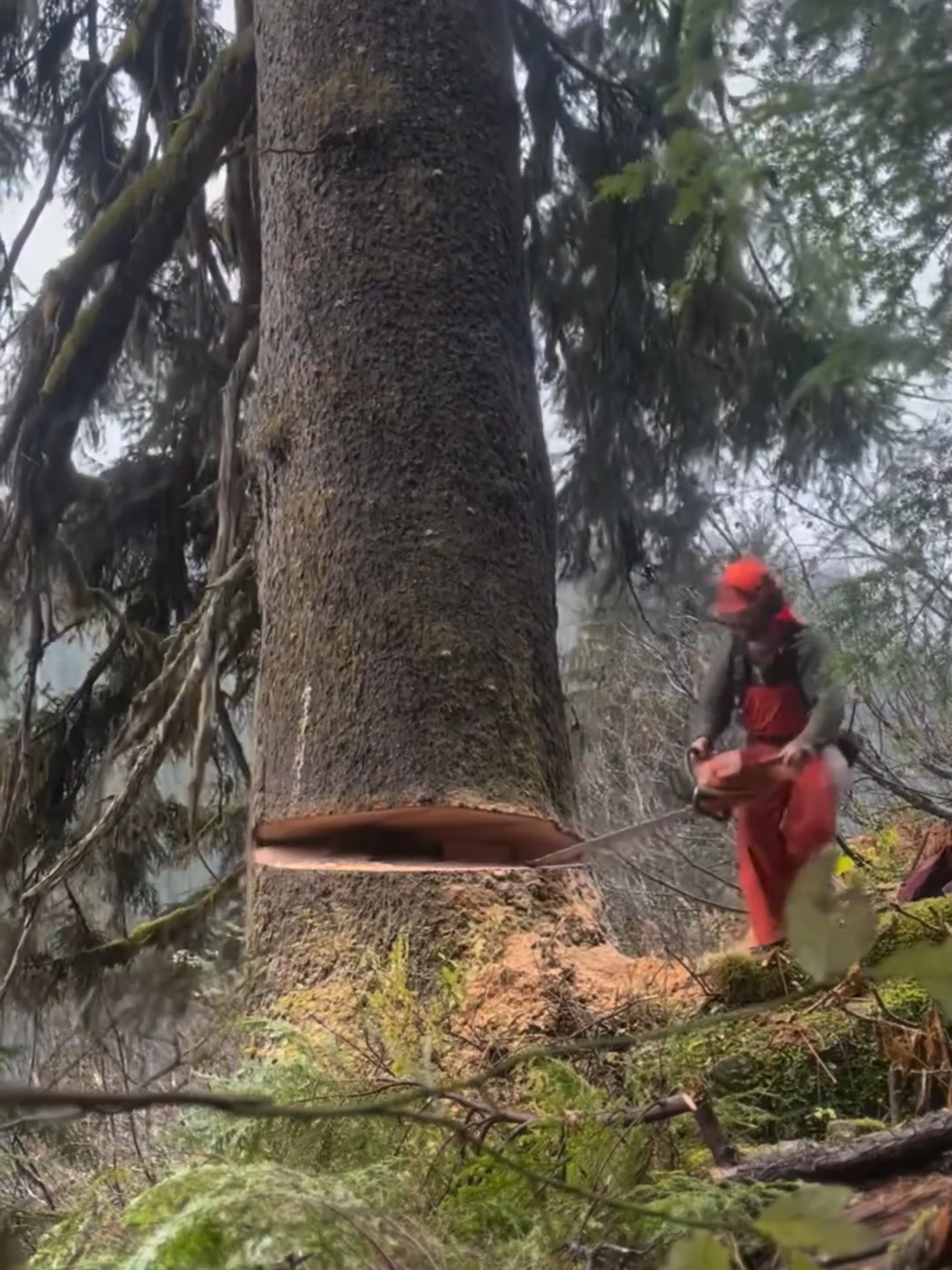 LA PRECISIÓN DE LA MOTOSIERRA: ARTE Y DESTREZA FORESTAL En este video descubrirás cómo la tala manual con motosierra es mucho más que fuerza bruta. Verás a los operarios calcular el ángulo de caída, considerar el peso y la inclinación natural del árbol, y utilizar técnicas de corte de dirección y “corte de escape” para controlar cada detalle. Porque cuando el tronco cae exactamente donde se planificó, no es suerte… es verdadera maestría. #TalaConMotosierra #TrabajoForestal #HabilidadPura #ConcentracionTotal #SeguridadLaboral #RespetoPorLaNaturaleza #CortePreciso #ManejoForestal #ExperienciaEnElBosque #ProfesionalesDelBosque