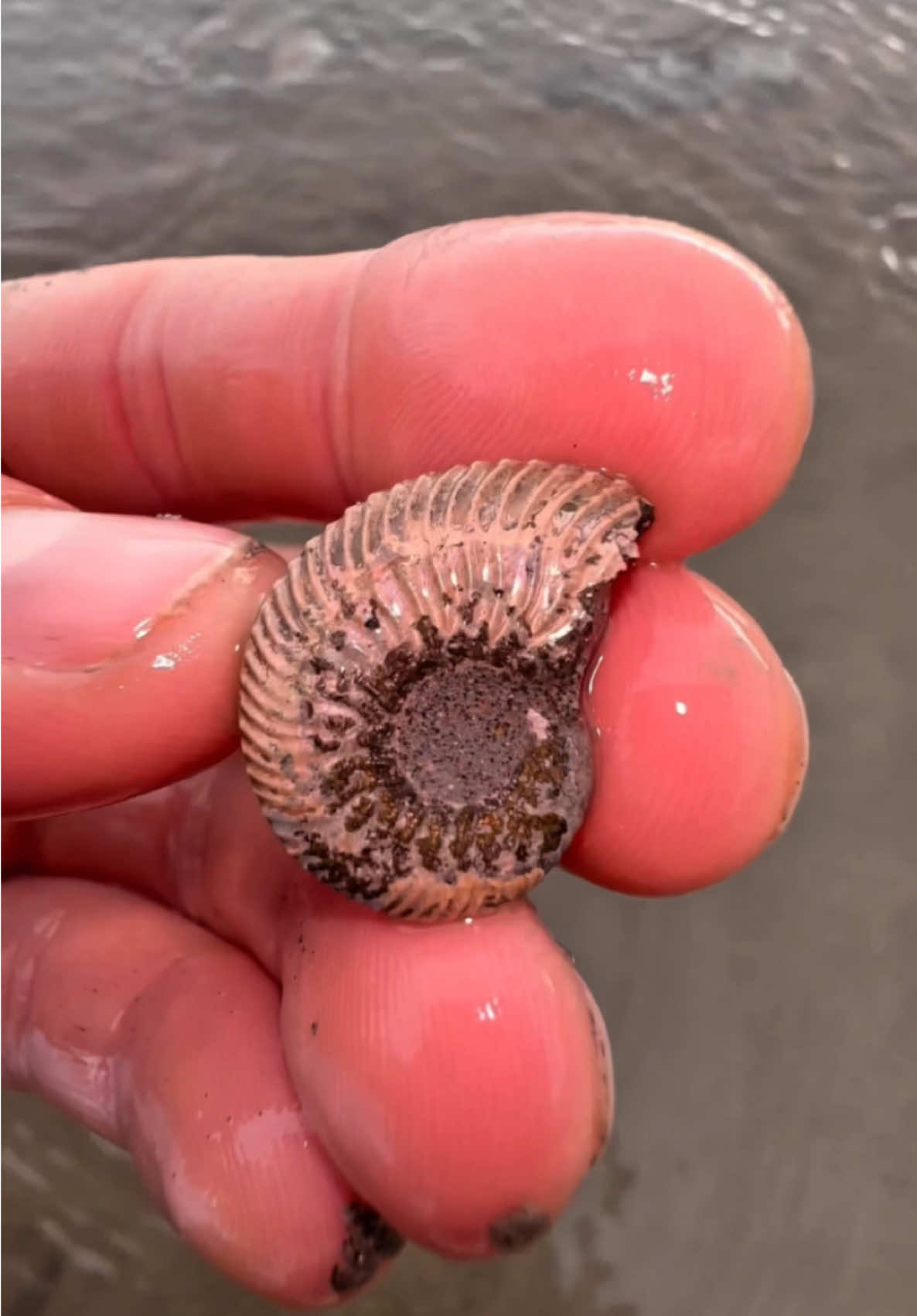 We came across a fresh mud LANDSLIDE! 🏝️ Amongst it, we found these fossils! 😍 These 100 Million Year Old Cretaceous specimens were so exciting to find, we are so pleased with them! 🌅  These are Ammonite Cephalopod fossils which we were lucky enough to find! 😍🦑 #natural #nature #fossil #fossils #ancient #animals #art #ammonite #ammonites #dinosaur #scientist  #minerals #paleontology #whitby #geologist #dorset #geology #charmouth #jurassic #yorkshire #fyp