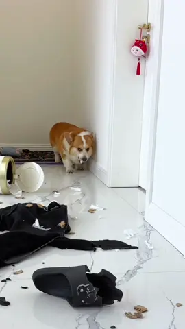 #funnypet #corgi #trending #fyp 