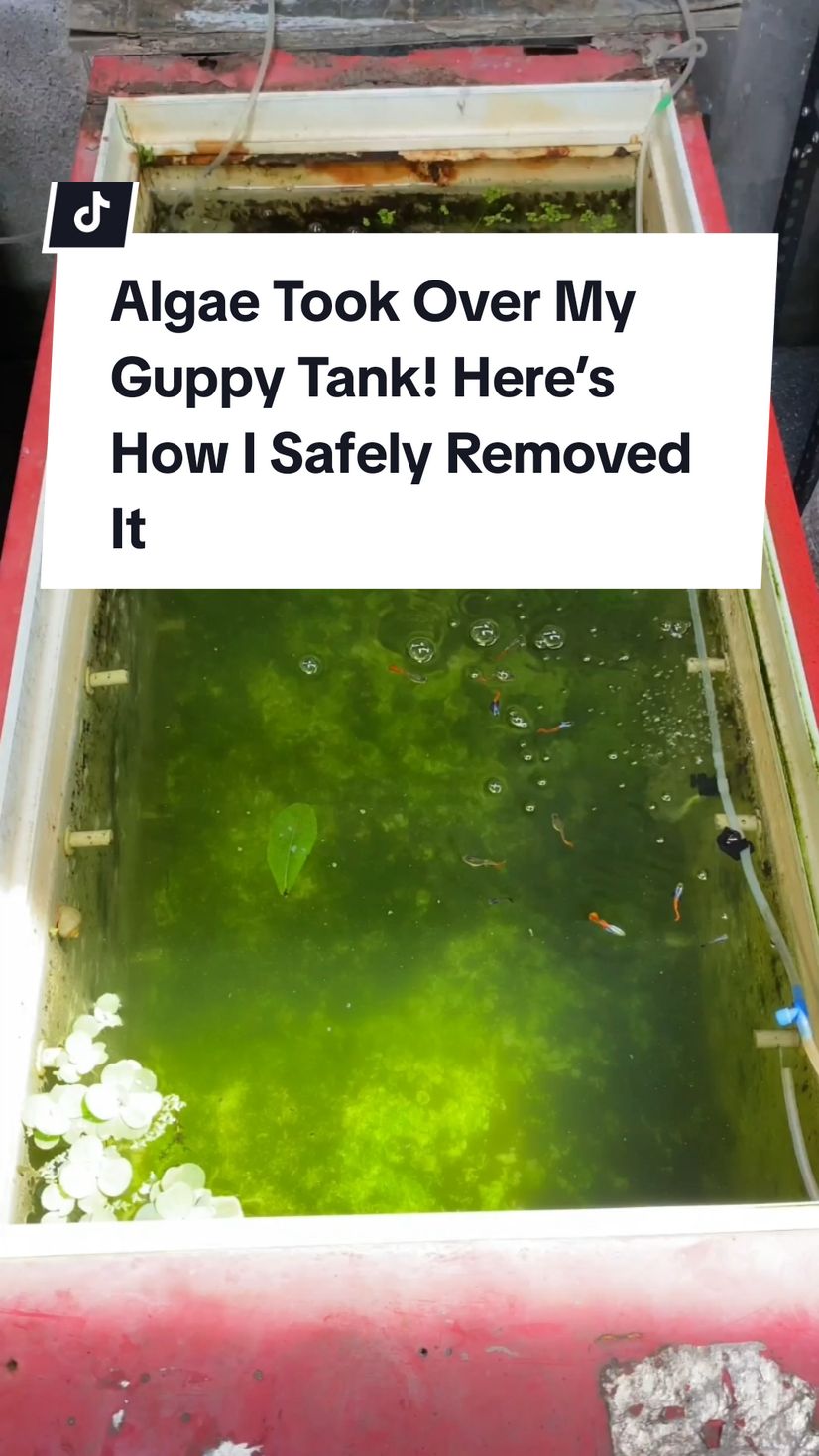 Algae Took Over My Guppy Tank! Here’s How I Safely Removed It #fishkeeping #guppy #aquarium #facts #fyp 