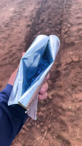 Planta semente de melancia 🍉 #viral_video #agro #safra 