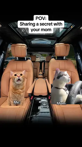 Sharing a secret with your mom #relatable #catmeme #Relationship #cattok 