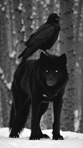 They are Watching..... #wolf #raven #dark #mean #darkness #earth #wildlife #worldlifeai #natgeo #wolves #wolfpack 