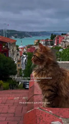 Bəzən həyat bizi elə bir nöqtəyə gətirir ki, insanlardan uzaqlaşmaq, səssizcə çıxıb getmək və tək başına sağalmaq məcburiyyətində qalırıq. Soyuq gecələrdə özümüzə sarılmağı öyrənmək, ruhumuzun istiliyini kəşf etmək deməkdir. Bu proses çətin olsa da, insanı gücləndirir, ona həqiqi daxili sakitlik və müstəqillik qazandırır. Və bir gün gəlir ki, artıq heç üşümürük, çünki ən böyük istiliyi öz içimizdə tapmış oluruq.