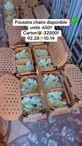 Poussins chaire disponible unité :650f  Carton📦 :32500f 92.28🐣10.14