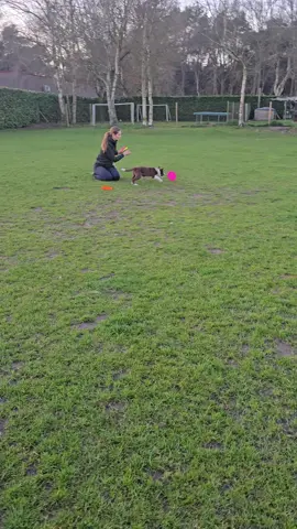 Miley de border collie, 14 weken oud🥰 #foryou #hondenliefde #hondenschoolhappytails #happytails #hondentiktok #dogsoftiktok #foryouシ #voorjou #puppiesoftiktok #bordercollie #frisbeedog 