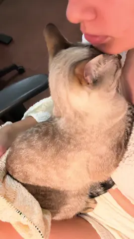 🐱🧶💗✨