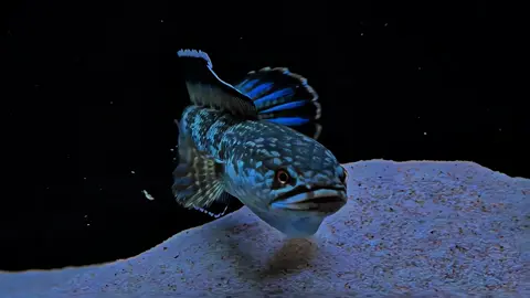 👿 #ikanhias #hobby #aquarium #aquascape #aquascaper #predatorfish #ikanpredator #snakehead #channa #bluecobalt 