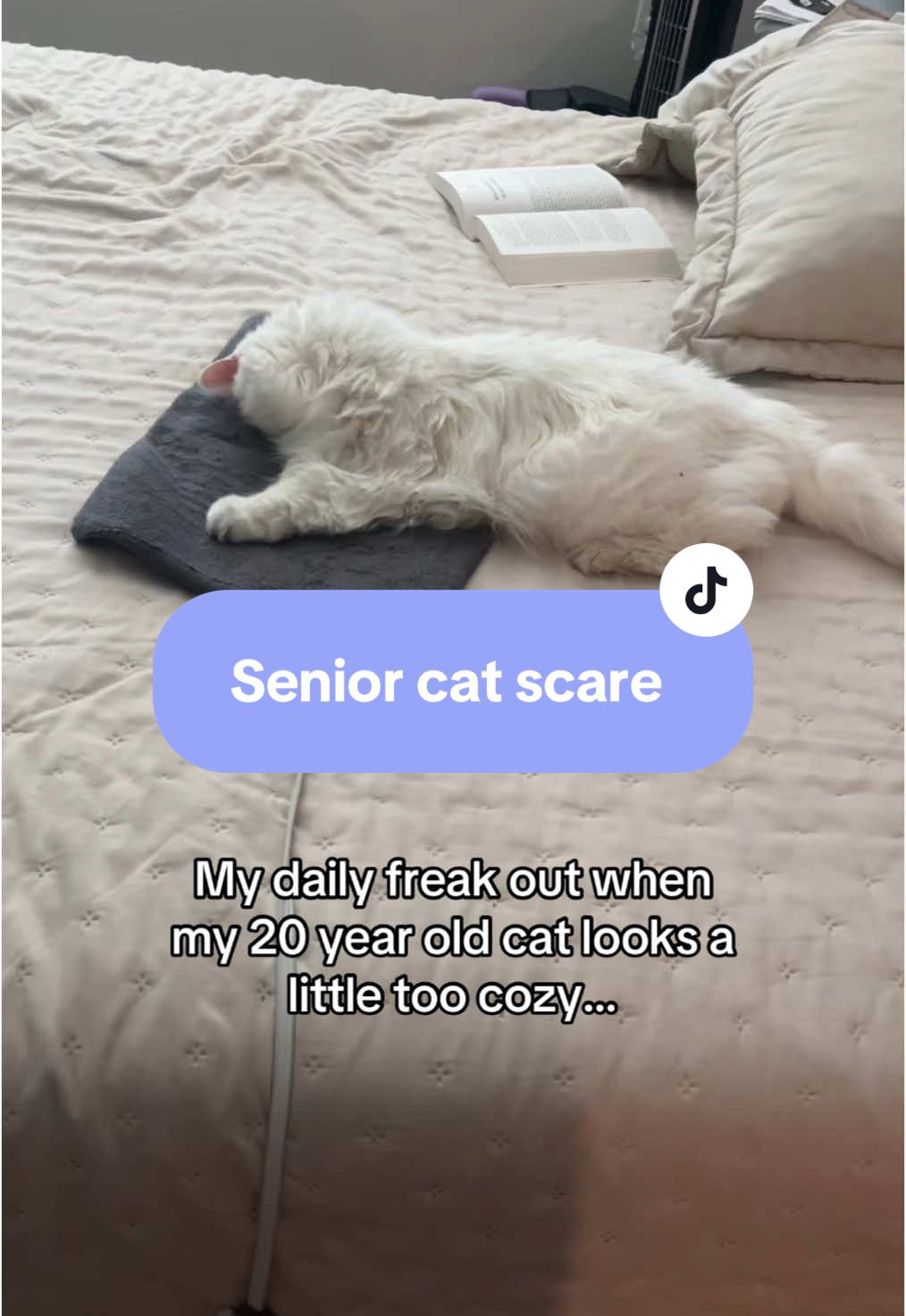 I call it the Sophie Scaries 😭#seniorcat #catsoftiktok #cat #fyp 