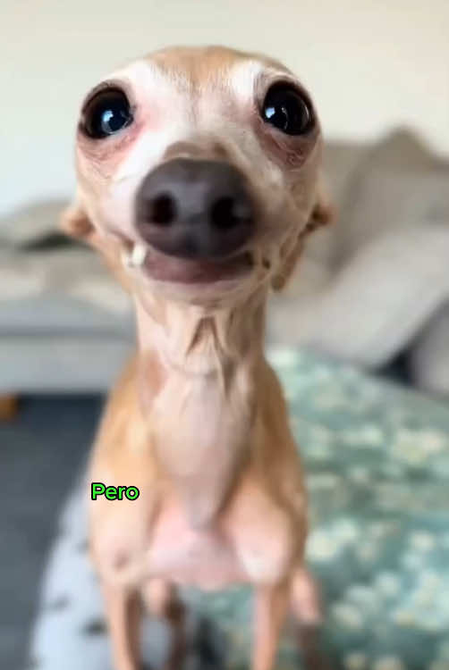 #dogsoftiktok #dog #PetsOfTikTok #greyhound #lovely #cute #doglover #usa_tiktok 