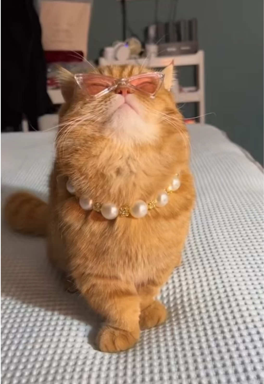 #cat #cute #catlife #cathairstyle #fyp #catlover #cattok