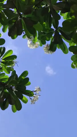 #munimuni #kalachuchi #flower