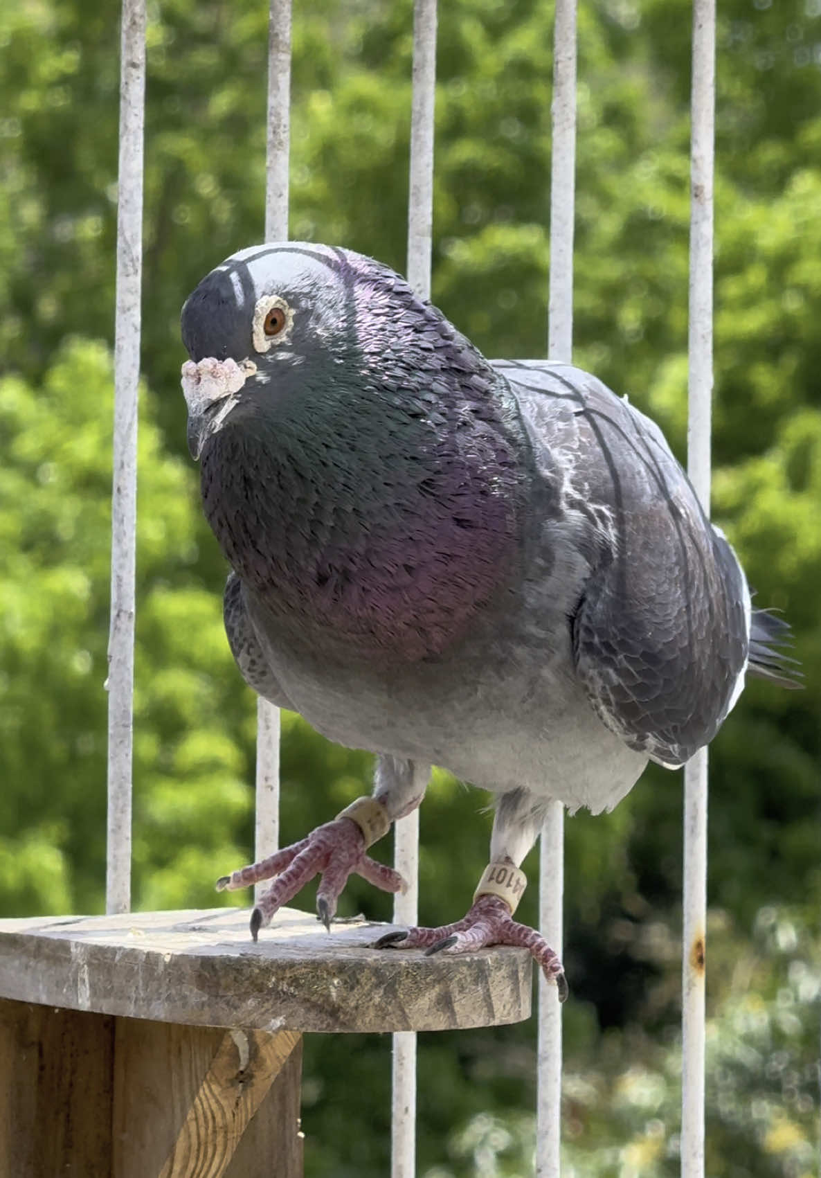 POGI #Kalapati #PigeonFancier #racinpigeons 