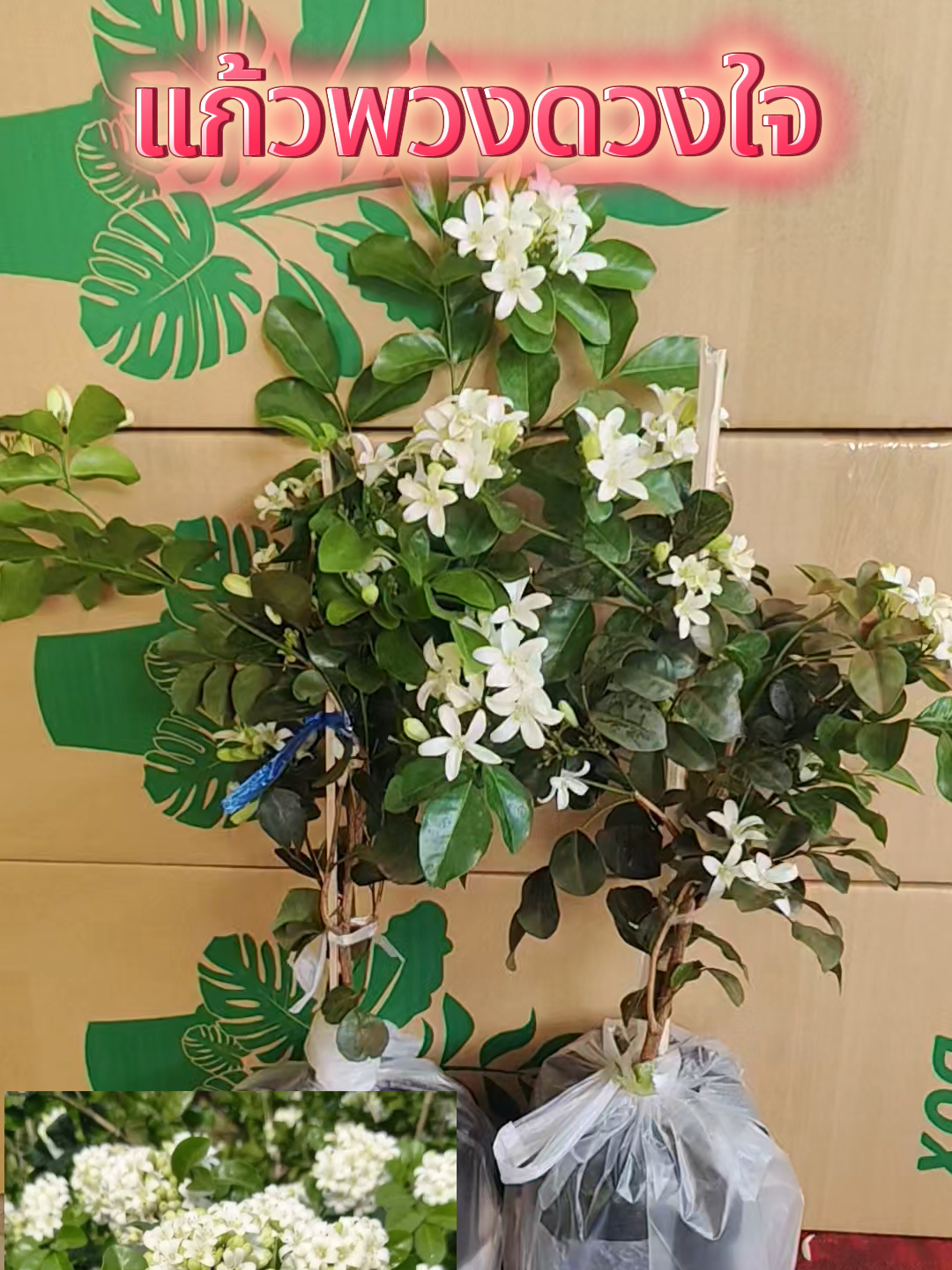 ไม้ดอกหอม เป็นศิริมงคล  “ต้นแก้วพวงดวงใจ หอมหวาน แค่เดินผ่านก็ชื่นใจ หอมแบบสดชื่นเย็นๆ ปลูกบ้านเราบ้านข้างๆก็หอม ต้นปักชำติดดอกไวมาก พร้อมปลูก #แก้วพวงดวงใจ #เทรนด์วันนี้ #tiktokshop #เปิดการมองเห็น #สวน #เกษตร #ดอกไม้ 